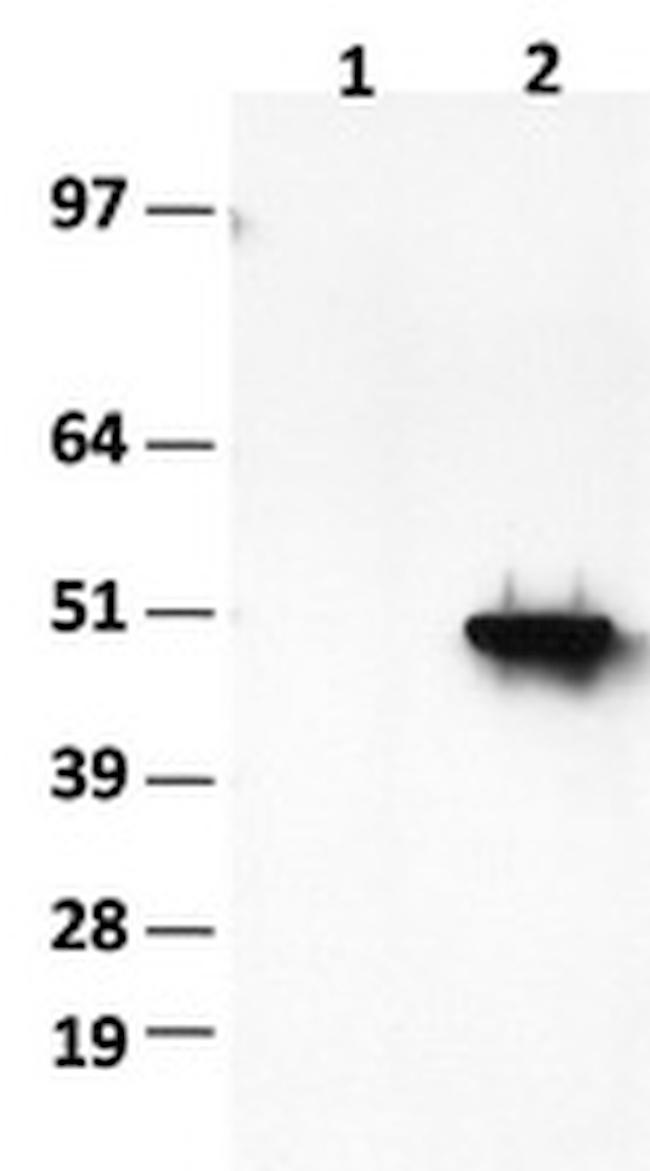 IDH1 Antibody in Western Blot (WB)