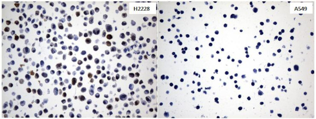 IDO1 Antibody in Immunocytochemistry (ICC/IF)