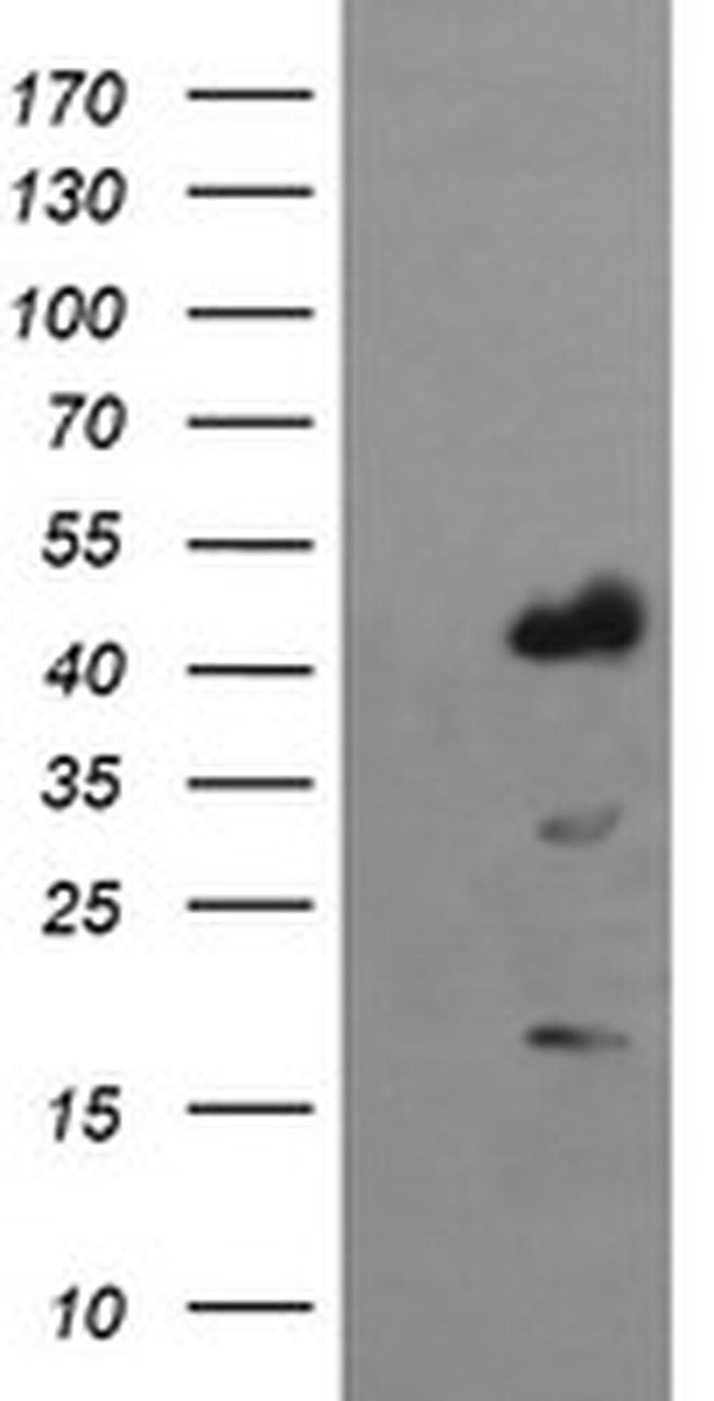 IDO1 Antibody in Western Blot (WB)