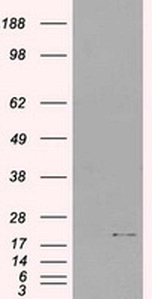 IL-3 Antibody in Western Blot (WB)