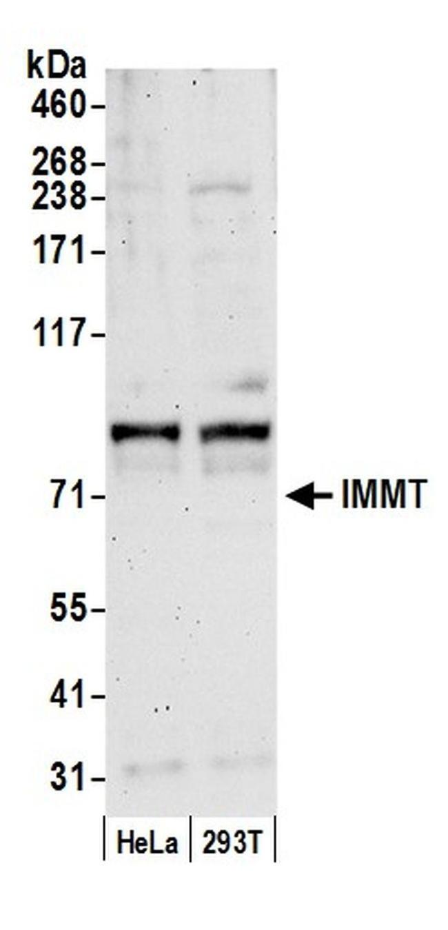 IMMT/Mitofilin Antibody in Western Blot (WB)