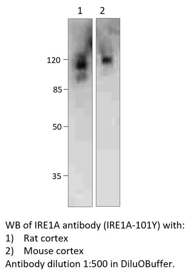IRE1A Antibody in Western Blot (WB)