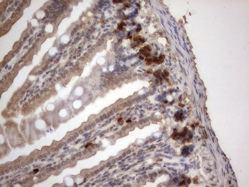 IdU Antibody in Immunohistochemistry (Paraffin) (IHC (P))