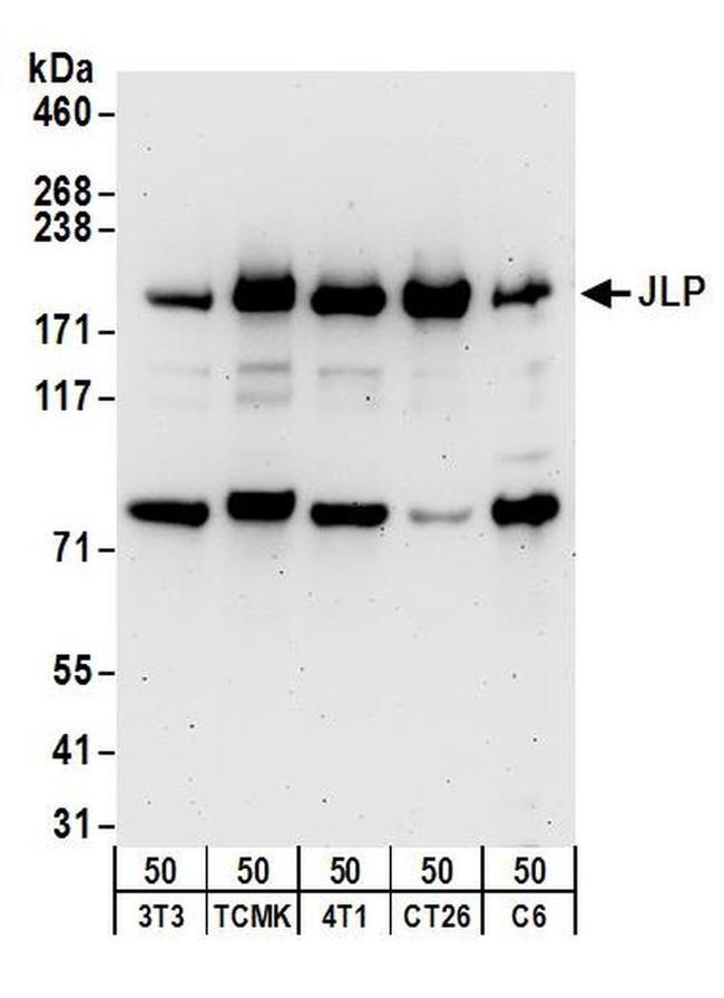 JLP Antibody in Western Blot (WB)