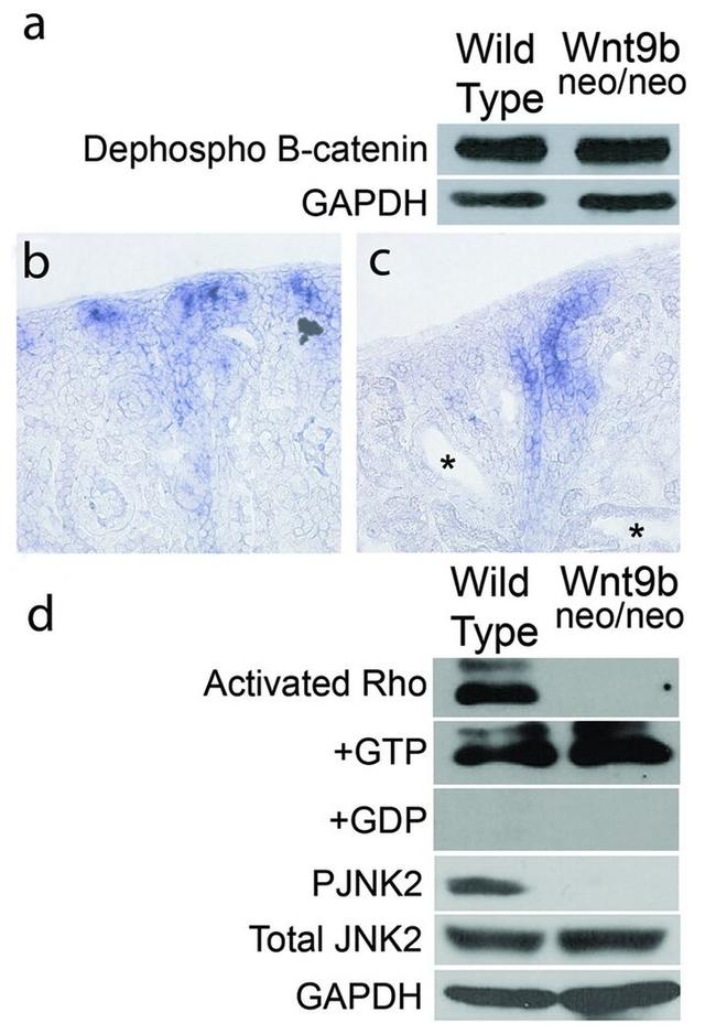 Phospho-JNK1/JNK2 (Thr183, Tyr185) Antibody in Western Blot (WB)