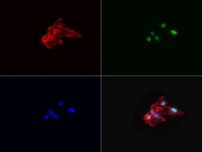 KI67 Antibody in Immunocytochemistry (ICC/IF)