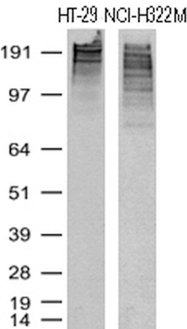 KI67 Antibody in Western Blot (WB)