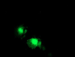 KIAA0495 Antibody in Immunocytochemistry (ICC/IF)