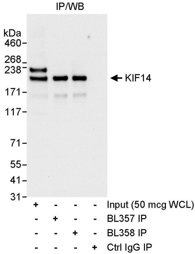 KIF14 Antibody in Western Blot (WB)