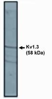 KV1.3 (KCNA3) Antibody in Western Blot (WB)