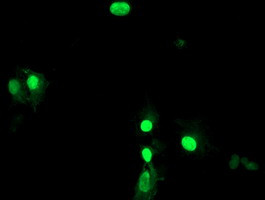 LENG1 Antibody in Immunocytochemistry (ICC/IF)