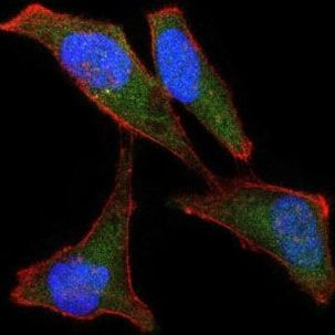 LPlunc1 Antibody in Immunocytochemistry (ICC/IF)