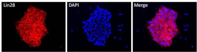 LIN28A Antibody in Immunocytochemistry (ICC/IF)