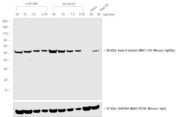 Mouse IgG2a Secondary Antibody in Western Blot (WB)