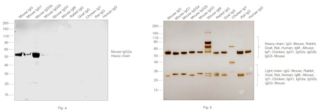 Mouse IgG2a Secondary Antibody in Western Blot (WB)