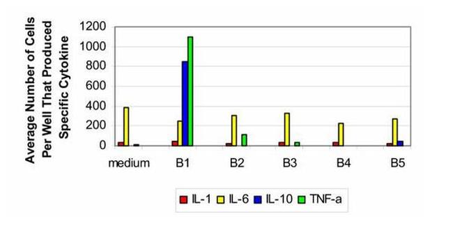 IL-1 beta Antibody in ELISA (ELISA)