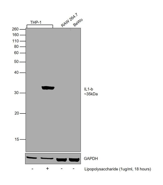 IL-1 beta Antibody