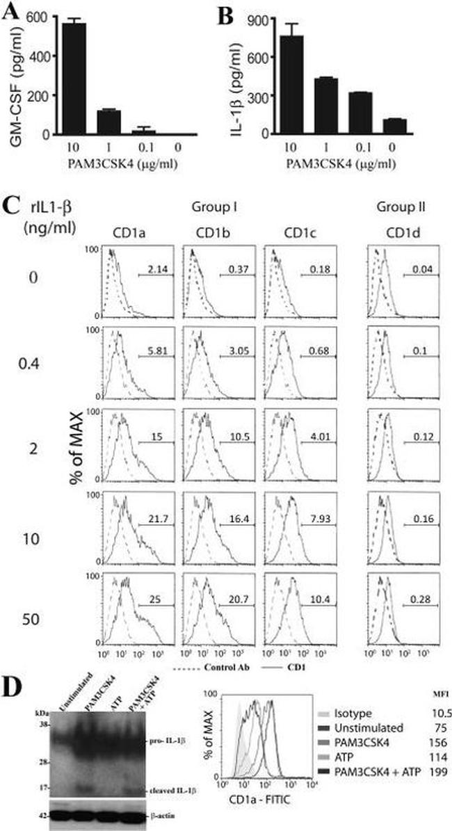 IL-1 beta Antibody