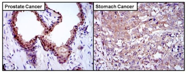 GLO1 Antibody in Immunohistochemistry (Paraffin) (IHC (P))