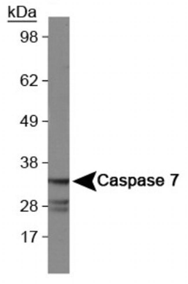 Caspase 7 Antibody in Western Blot (WB)