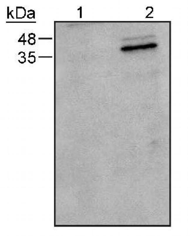 Caspase 9 Antibody in Western Blot (WB)