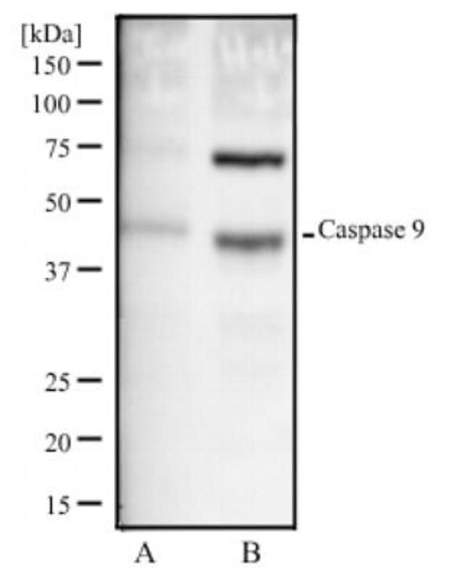 Caspase 9 Antibody in Western Blot (WB)