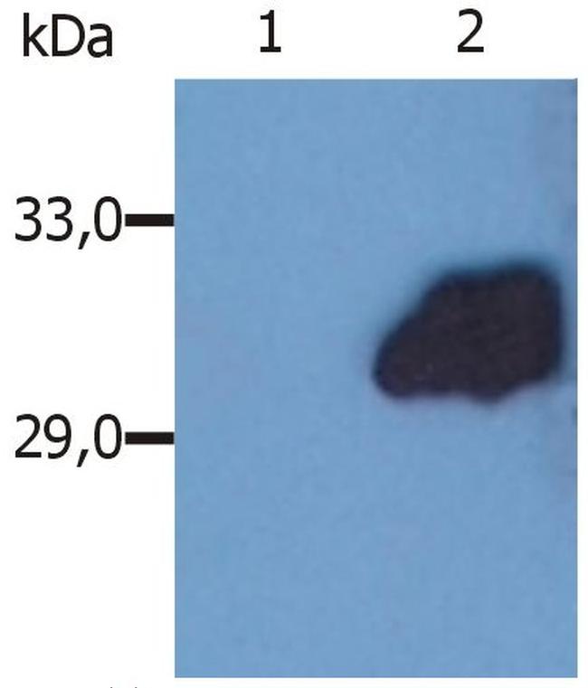 SOCS3 Antibody in Western Blot (WB)