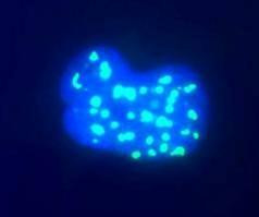 Fibrillarin Antibody in Immunocytochemistry (ICC/IF)