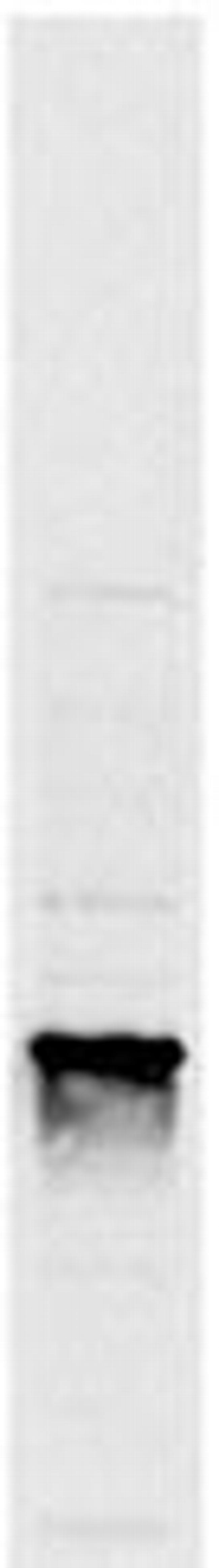 Fibrillarin Antibody in Western Blot (WB)