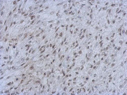 RbAp46/RbAp48 Antibody in Immunohistochemistry (Paraffin) (IHC (P))