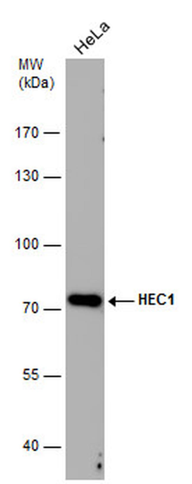 HEC1 Antibody in Western Blot (WB)