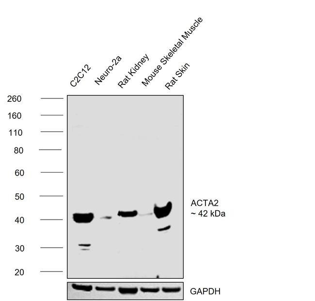 Alpha-Smooth Muscle Actin Antibody in Western Blot (WB)