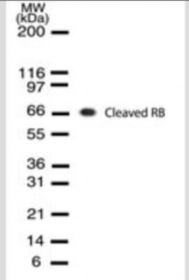 Rb (Cleaved DRb-p70) Antibody in Western Blot (WB)