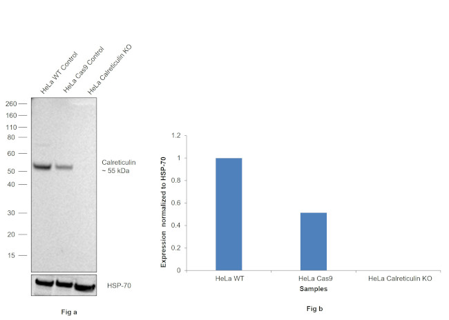 Calreticulin Antibody in Western Blot (WB)