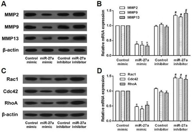 RhoA/RhoB/RhoC Antibody in Western Blot (WB)