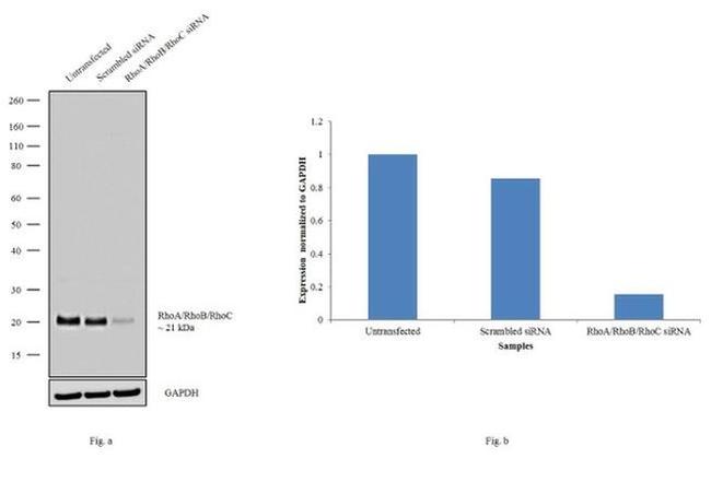 RhoA/RhoB/RhoC Antibody in Western Blot (WB)