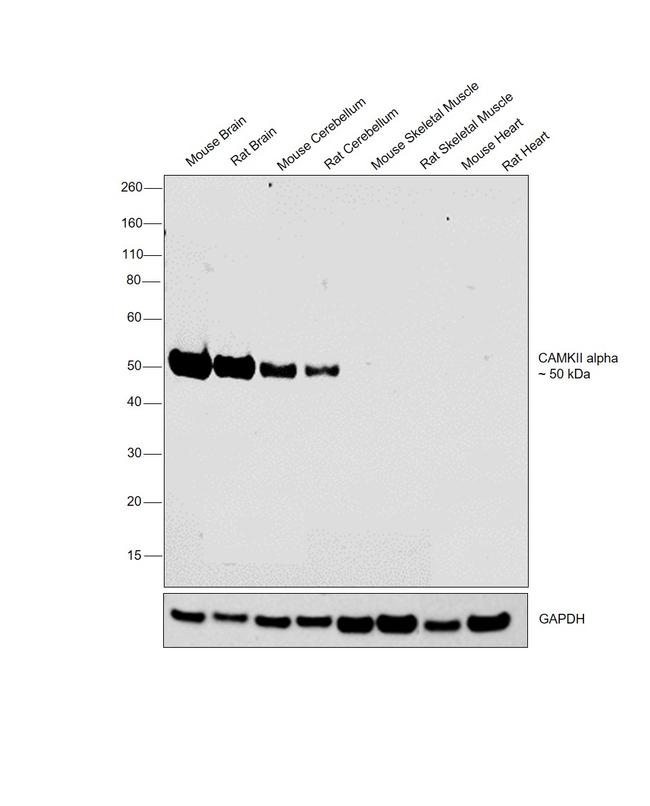 CaMKII alpha Antibody in Western Blot (WB)