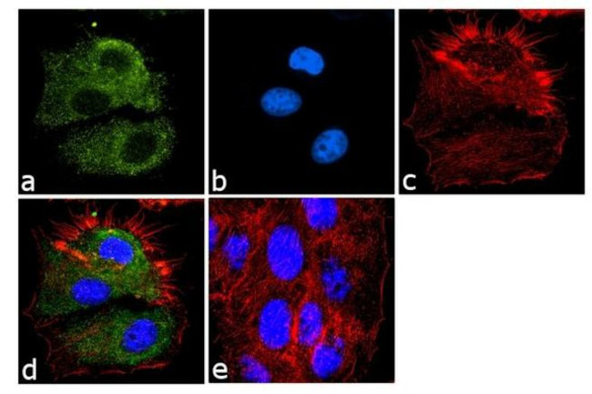 eIF1 Antibody in Immunocytochemistry (ICC/IF)