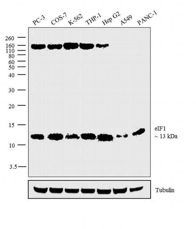 eIF1 Antibody in Western Blot (WB)