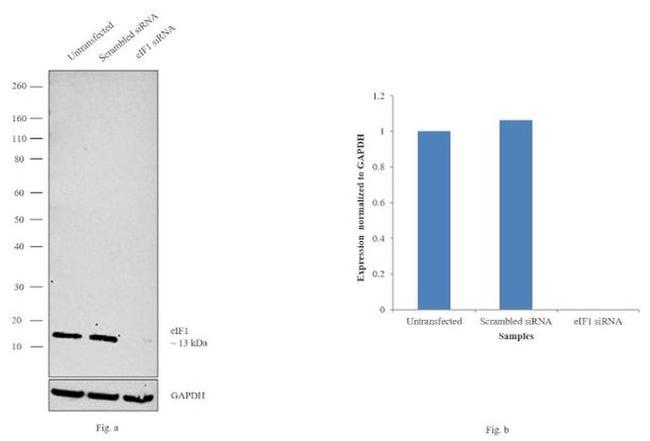 eIF1 Antibody in Western Blot (WB)