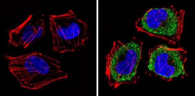 eIF1 Antibody in Immunocytochemistry (ICC/IF)