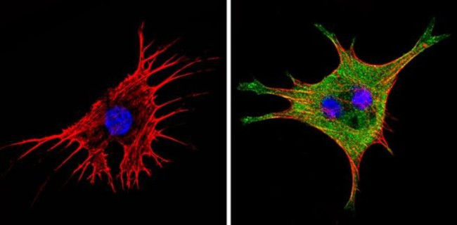 eIF1 Antibody in Immunocytochemistry (ICC/IF)