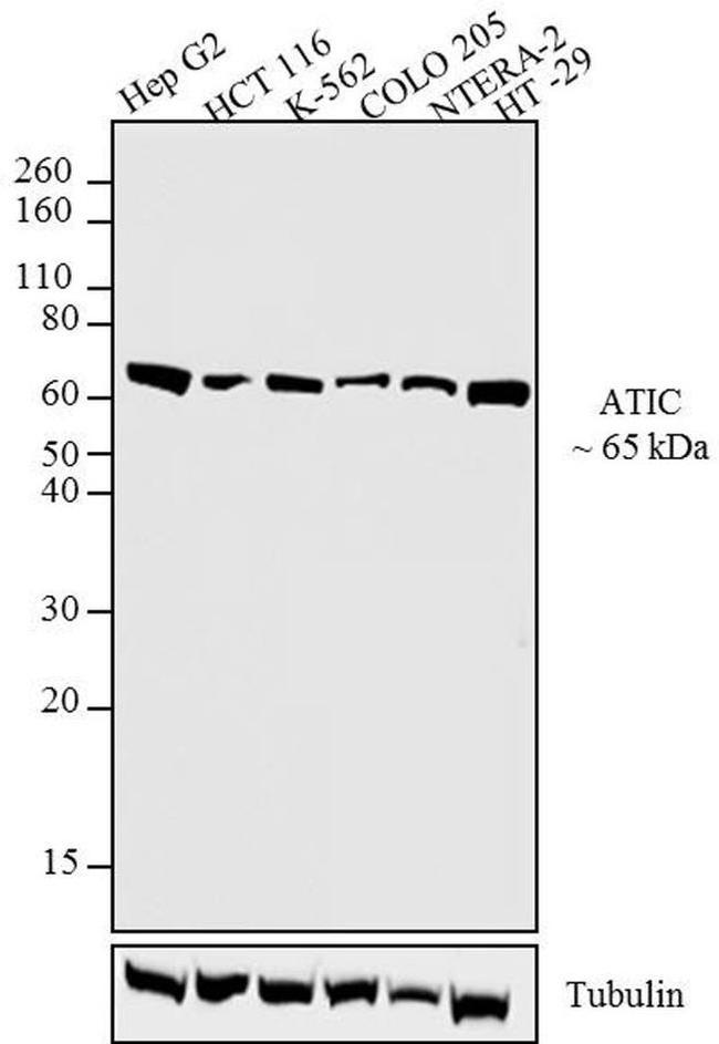 ATIC Antibody in Western Blot (WB)