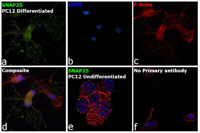 SNAP25 Antibody in Immunocytochemistry (ICC/IF)