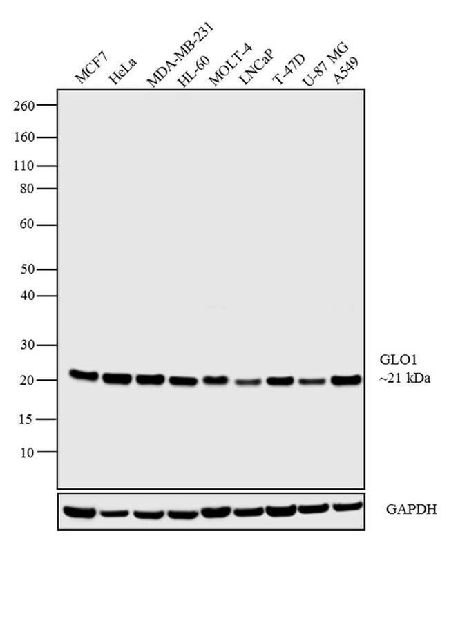 GLO1 Antibody in Western Blot (WB)