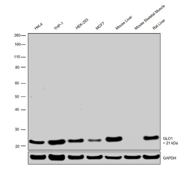 GLO1 Antibody in Western Blot (WB)