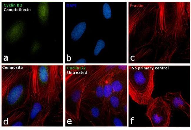 Cyclin B2 Antibody