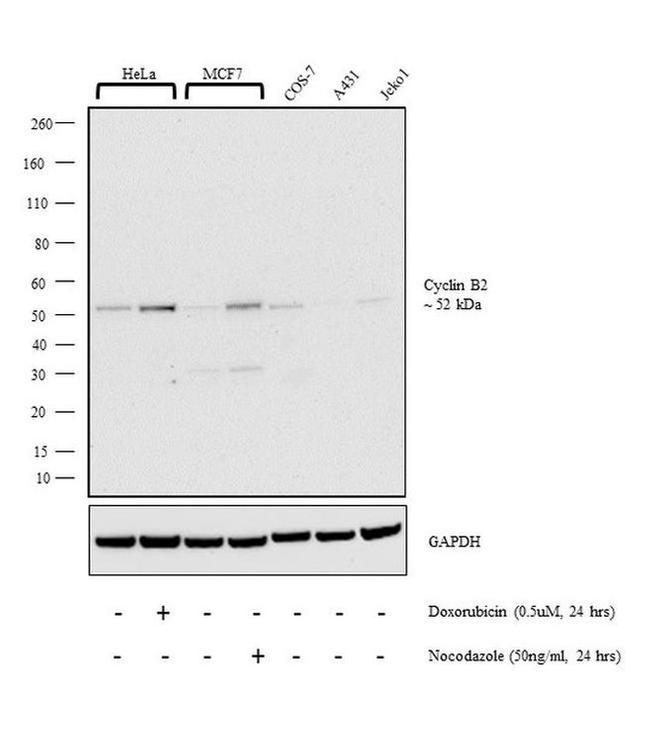 Cyclin B2 Antibody