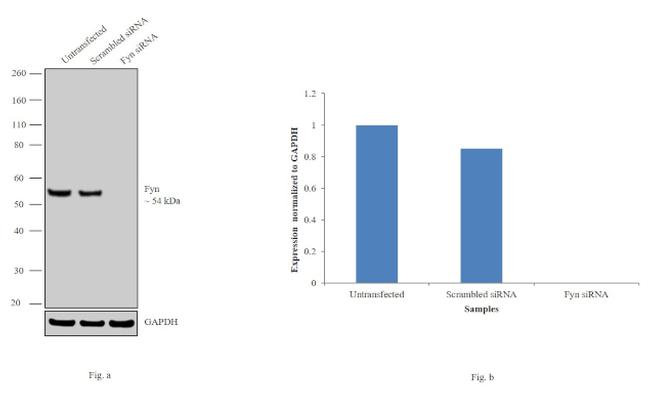 Fyn Antibody in Western Blot (WB)