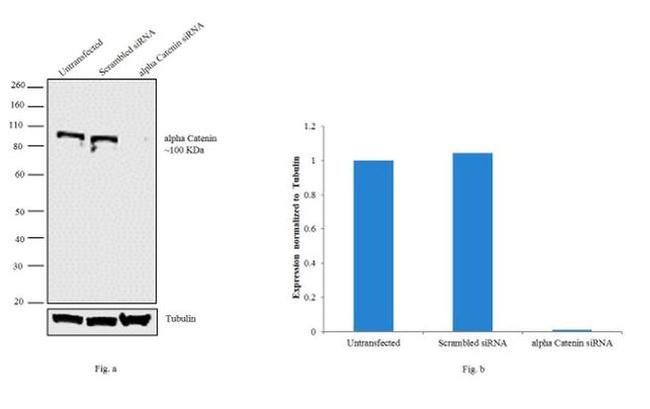 alpha Catenin Antibody in Western Blot (WB)